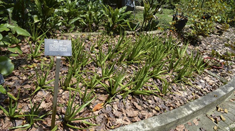  Aloe vera was also found at the Herbal Garden.