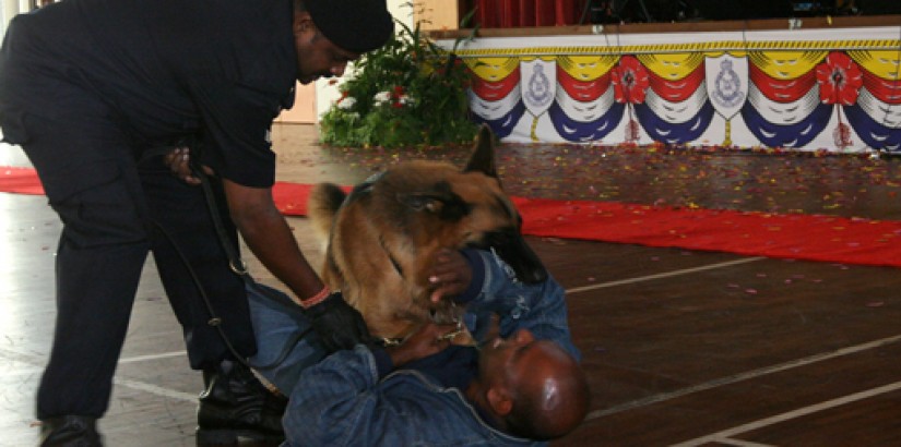 Canine demonstration