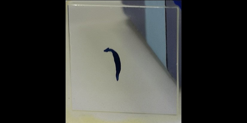 A monogenean specimen is permanently mounted on these viewing slides (front view), which are how they are displayed at the museums for deposition, displaying and archiving purposes. 
