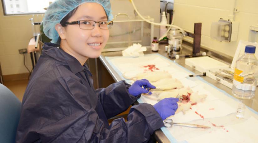 Ting Pei Yee collects adrenal glands from lab rats, needed for her research, at Harvard’s animal facility.