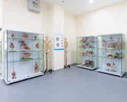 Anatomy Museum