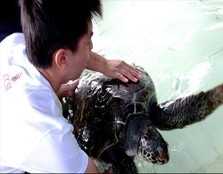Taking Jo the sea turtle out for hand-feeding. Jo was born blind with no eyes and would not be able to survive on her own without aid.